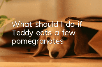 What should I do if Teddy eats a few pomegranates?