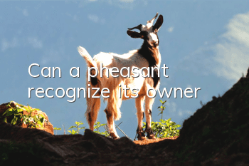 Can a pheasant recognize its owner?