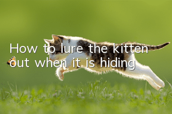 How to lure the kitten out when it is hiding?