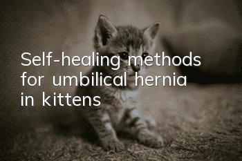 Self-healing methods for umbilical hernia in kittens
