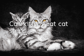 Can kittens eat cat strips?