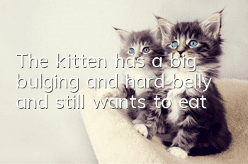 The kitten has a big, bulging and hard belly and still wants to eat