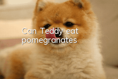 Can Teddy eat pomegranates?