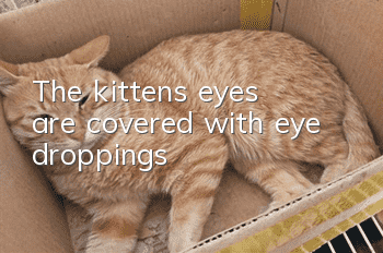 The kitten’s eyes are covered with eye droppings