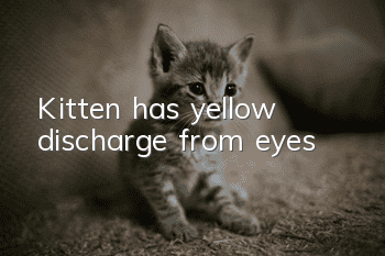 Kitten has yellow discharge from eyes
