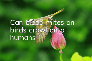Can blood mites on birds crawl onto humans?