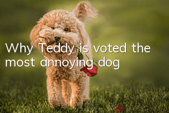 Why Teddy is voted the most annoying dog