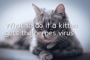 What to do if a kitten gets the herpes virus