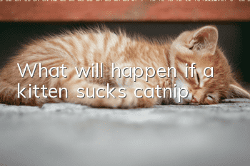 What will happen if a kitten sucks catnip?