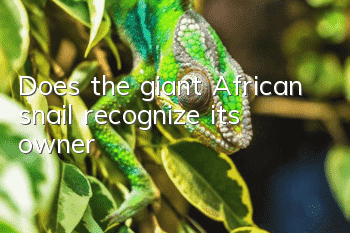 Does the giant African snail recognize its owner?