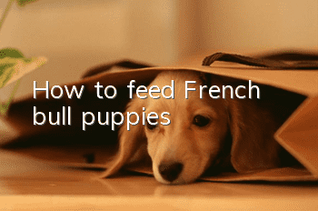 How to feed French bull puppies