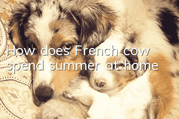 How does French cow spend summer at home?