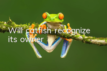 Will catfish recognize its owner?