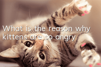 What is the reason why kittens are so angry?