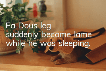 Fa Dou's leg suddenly became lame while he was sleeping.
