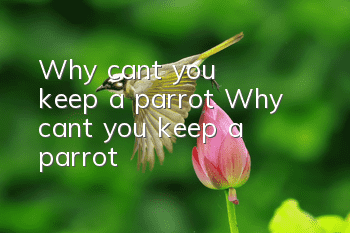 Why can't you keep a parrot? Why can't you keep a parrot?