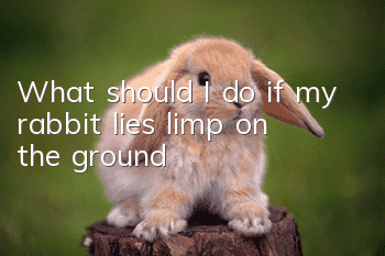 What should I do if my rabbit lies limp on the ground?