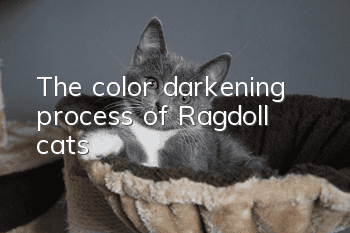The color darkening process of Ragdoll cats