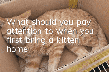 What should you pay attention to when you first bring a kitten home?