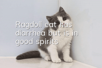 Ragdoll cat has diarrhea but is in good spirits