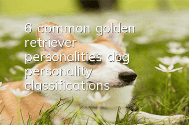6 common golden retriever personalities, dog personality classifications!