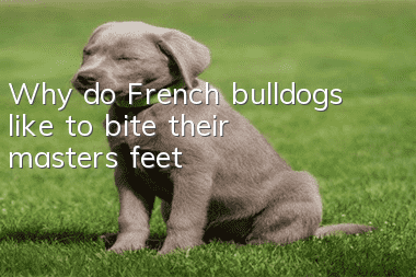 Why do French bulldogs like to bite their master’s feet?