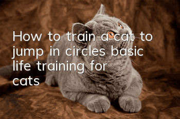 How to train a cat to jump in circles, basic life training for cats!