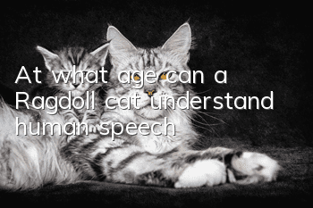 At what age can a Ragdoll cat understand human speech?