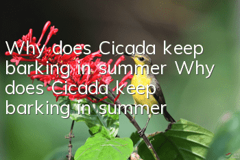 Why does Cicada keep barking in summer? Why does Cicada keep barking in summer?