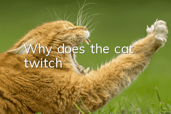 Why does the cat twitch?