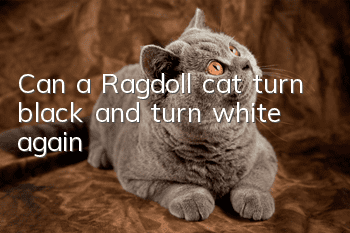 Can a Ragdoll cat turn black and turn white again?
