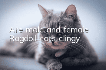 Are male and female Ragdoll cats clingy?