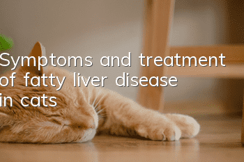 Symptoms and treatment of fatty liver disease in cats