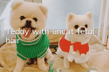 Teddy with uncut fetal hair