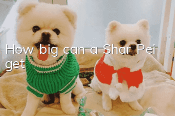 How big can a Shar Pei get?