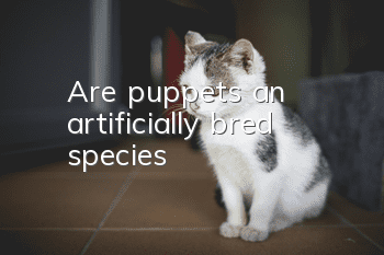 Are puppets an artificially bred species?