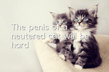 The penis of a neutered cat will be hard