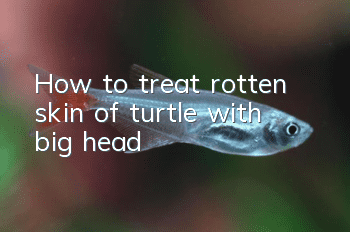 How to treat rotten skin of turtle with big head