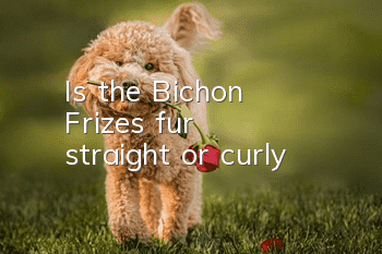 Is the Bichon Frize's fur straight or curly?