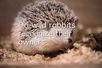 Do wild rabbits recognize their owners?