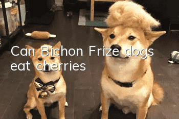 Can Bichon Frize dogs eat cherries?