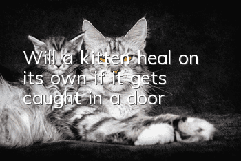 Will a kitten heal on its own if it gets caught in a door?