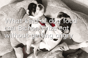 What kind of dog food can Bichon Frize eat without getting angry?
