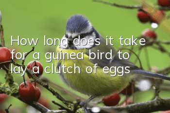 How long does it take for a guinea bird to lay a clutch of eggs?