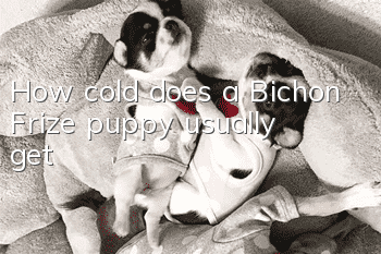 How cold does a Bichon Frize puppy usually get?