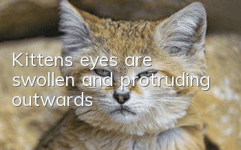 Kitten's eyes are swollen and protruding outwards