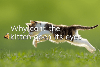 Why can't the kitten open its eyes?