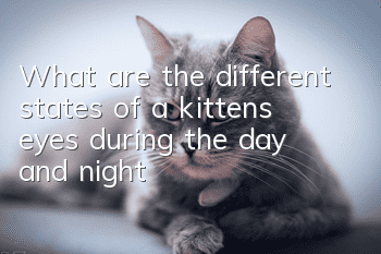 What are the different states of a kitten’s eyes during the day and night?