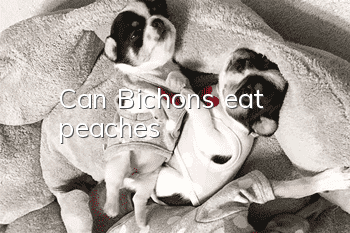 Can Bichons eat peaches?