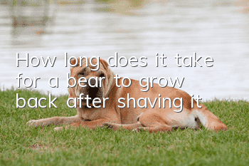 How long does it take for a bear to grow back after shaving it?